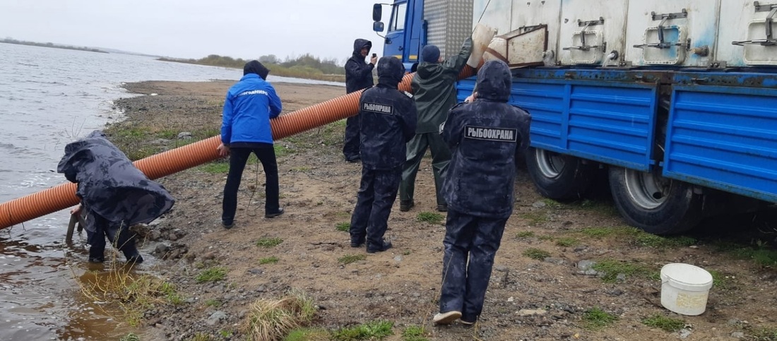 Почти 200 тысяч мальков нельмы выпустили в реку Кубену