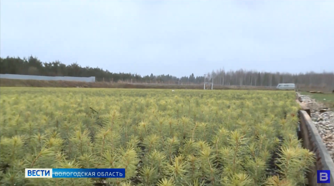 Вологодские лесхозы перевыполнили план по посеву семян хвойных пород