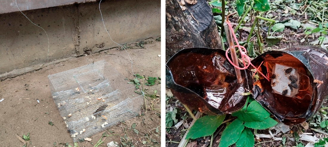 Живодёр из Вологды пойдёт под суд за жестокое обращение с птицами