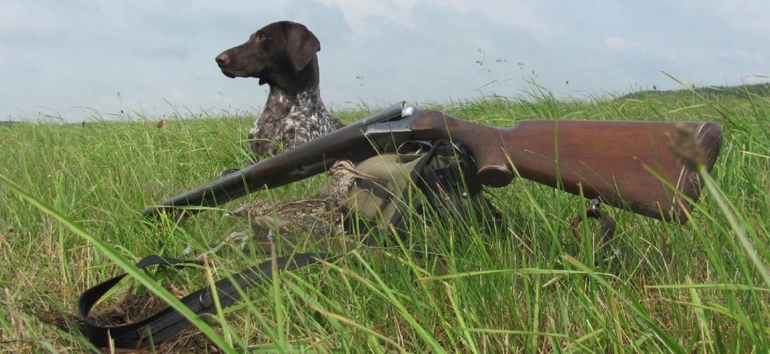 Сезон летне-осенней охоты с подружейной собакой стартует в Вологодской области