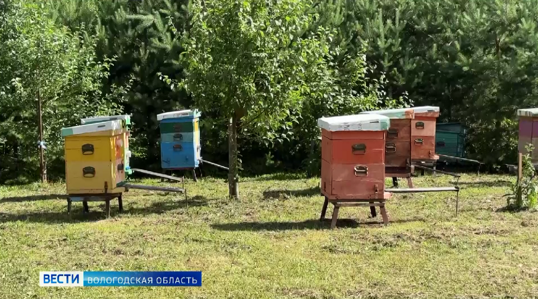 Лучшие домашние хозяйства выберут в Вологодской области