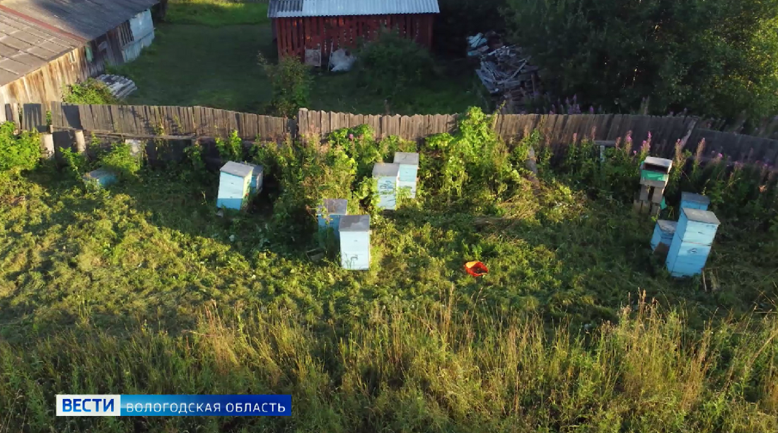 Пчелиный вопрос: суд обязал верховажанина демонтировать пасеку из-за жалоб соседей