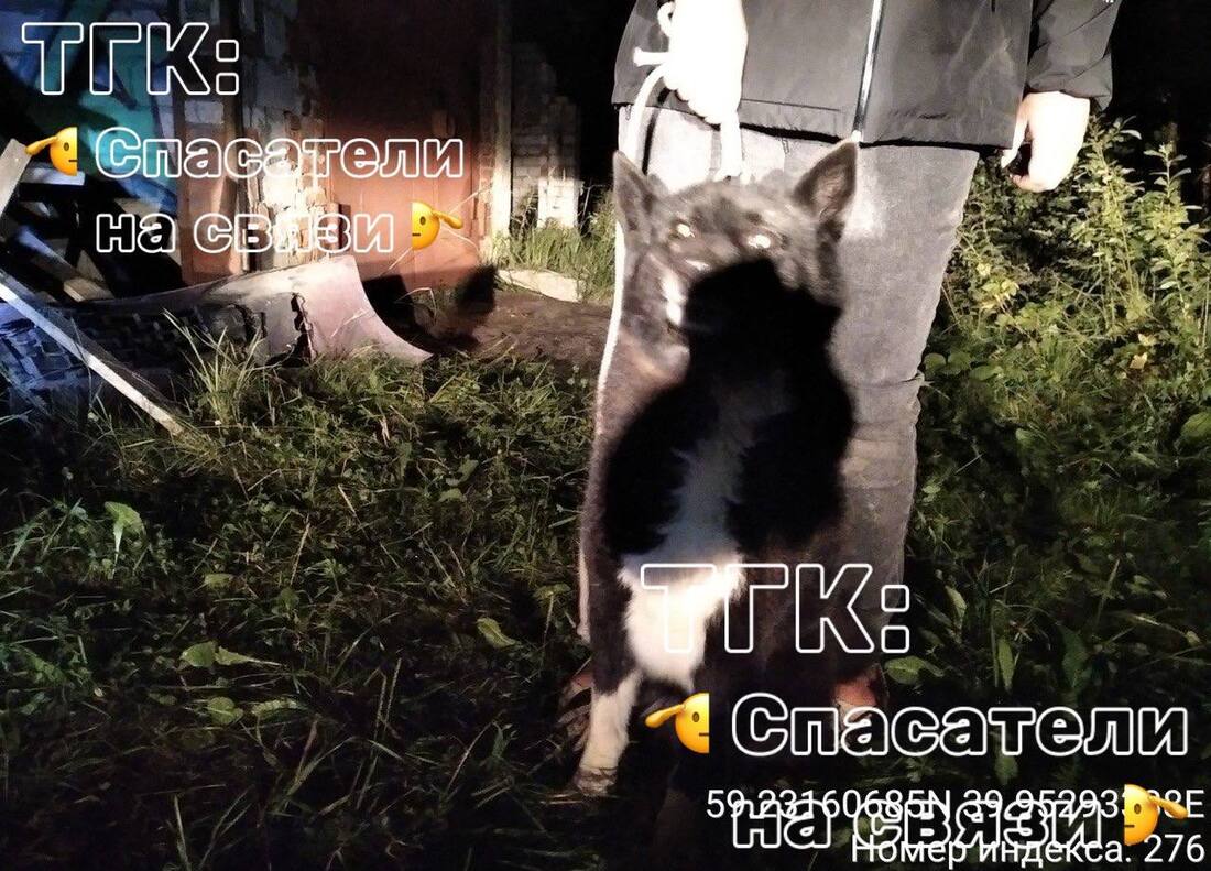 Вологодские спасатели вызволили собаку, провалившуюся в кессон