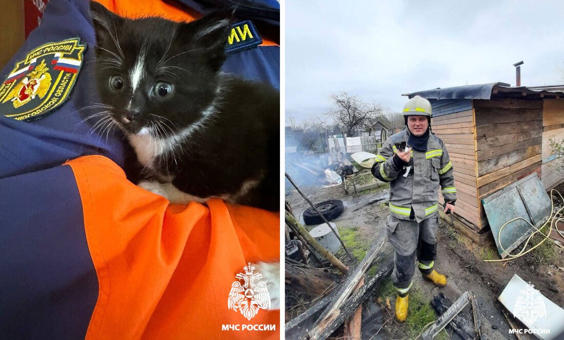 Череповецкий спасатель вытащил из огня котёнка и забрал его к себе
