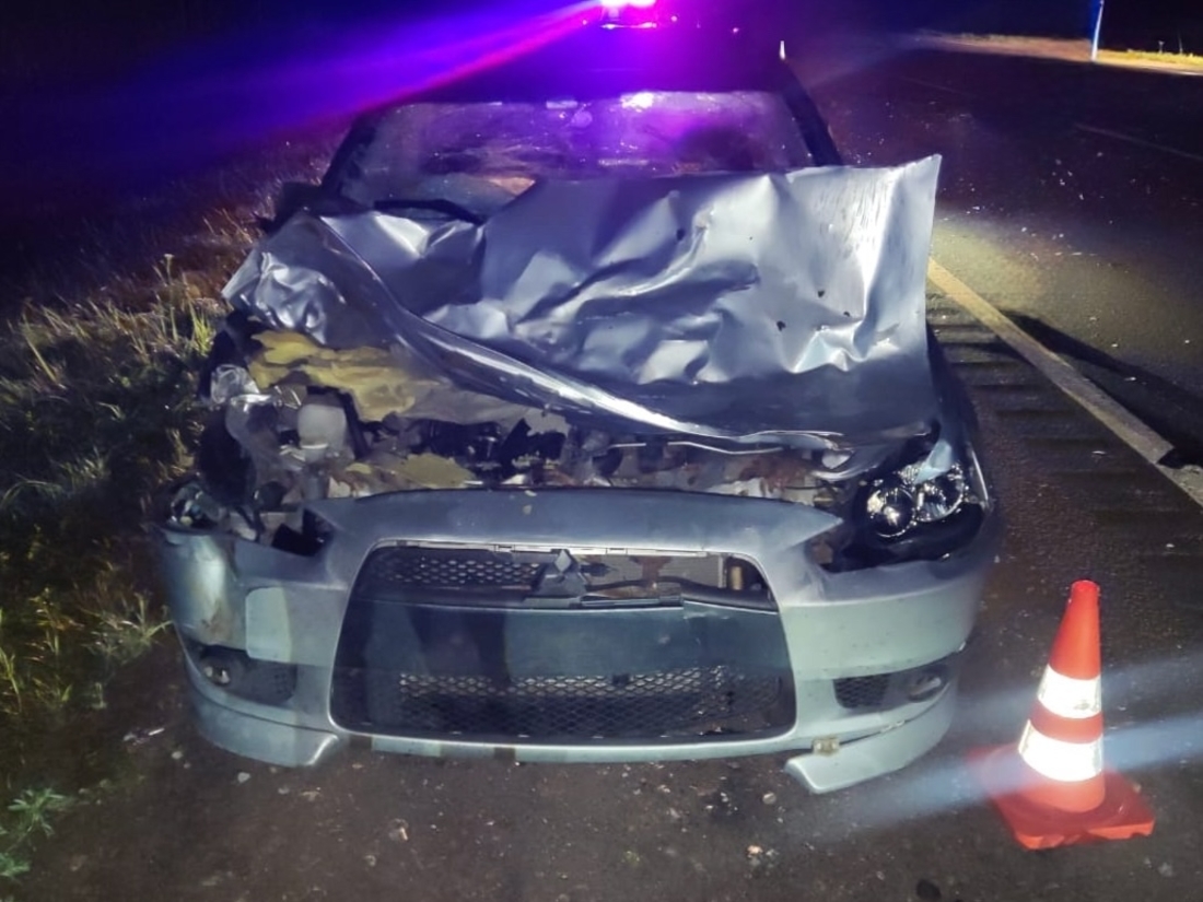 Водитель оказался в больнице после ДТП с лосем в Чагодощенском округе