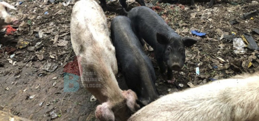 Глава округа взяла на контроль ситуацию на проблемной ферме в Грязовецком округе