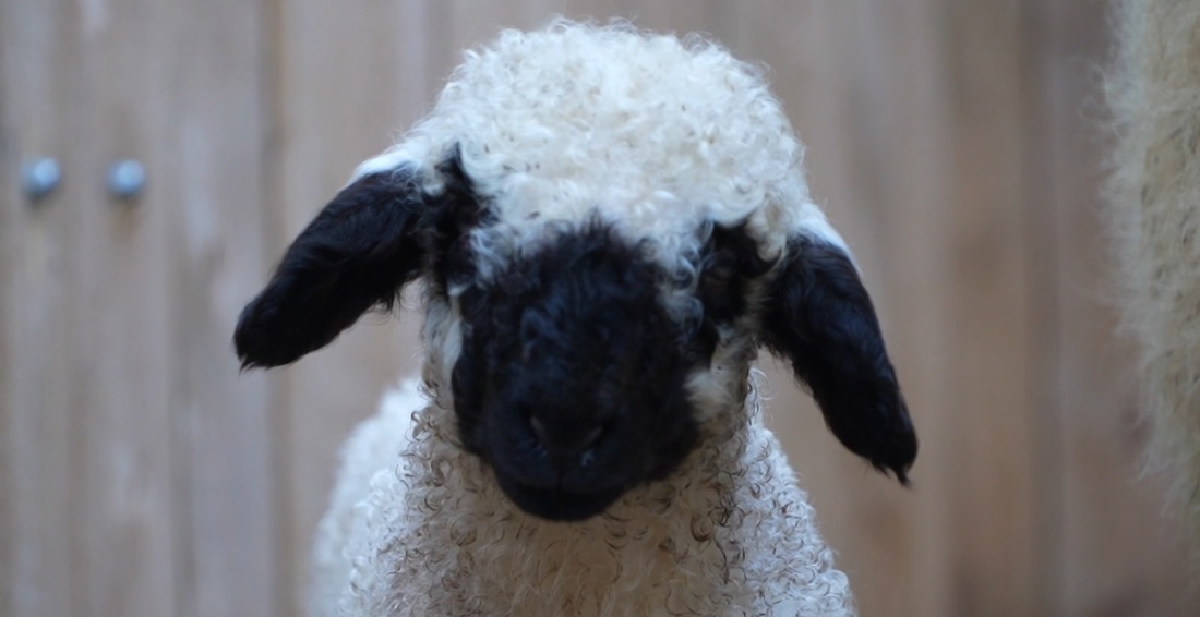 У пары валлийских овец родился ягнёнок в великоустюгском зоосаде Деда Мороза