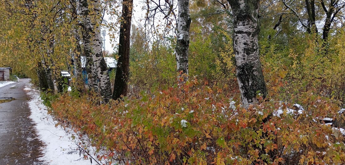 Похолодание, дожди и снег пообещали вологжанам синоптики
