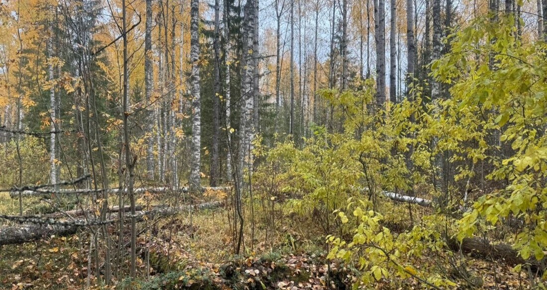 Горе-грибник по незнанию превратился в «чёрного лесоруба» в Тотемском округе
