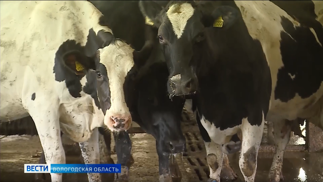 План по вакцинации против бешенства перевыполнили ветеринары Вологодской области 