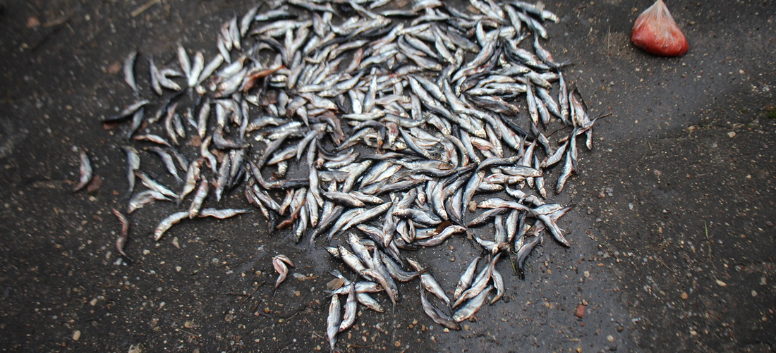 Незаконная рыбалка закончилась уголовным делом в Белозерском округе