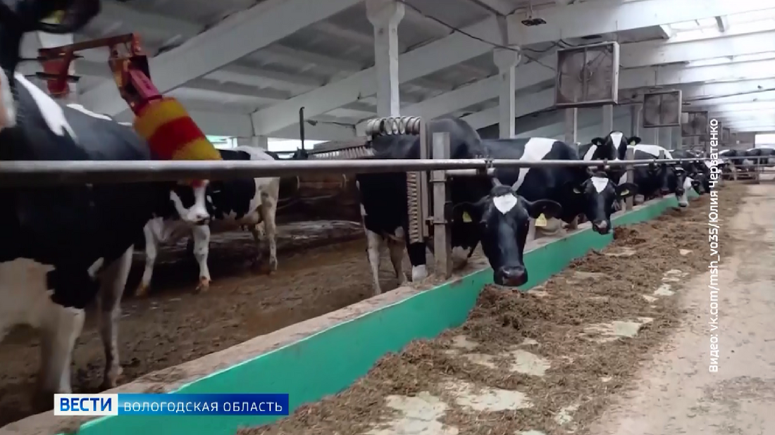 Поддержка молочной отрасли увеличилась в Вологодской области