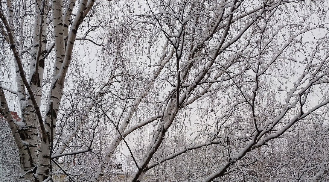 Вологжан предупредили об усилении ветра и сильных осадках