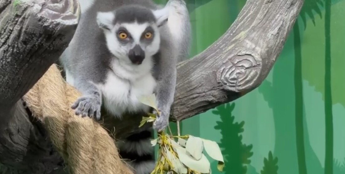 «Дом приматов» открылся в великоустюгском Зоосаде Деда Мороза