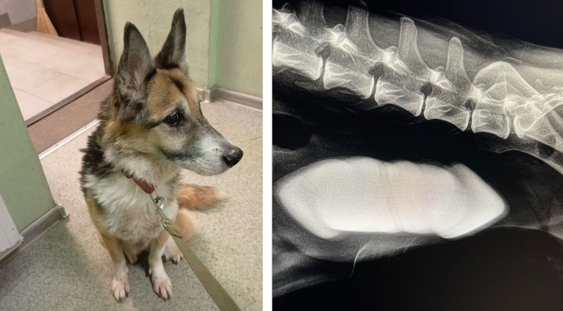 Благодаря рентген-аппарату нового поколения ветеринары спасли собаку в Вологде