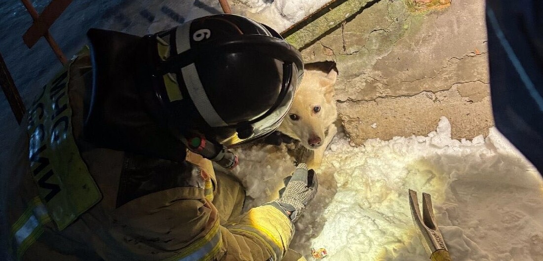 Вологодские спасатели вызволили застрявшую в подвале собаку 