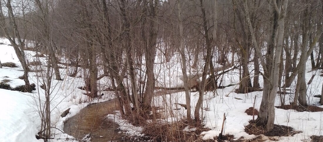 Потепление и мокрый снег ожидает вологжан в последние дни ноября