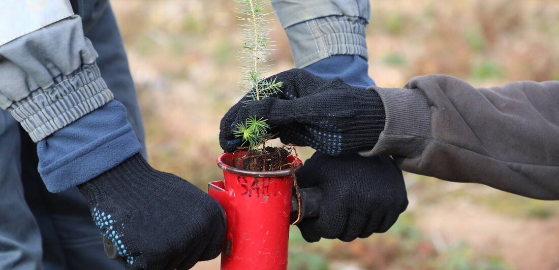 Более 131 тысячи деревьев высадили в Вологодской области 