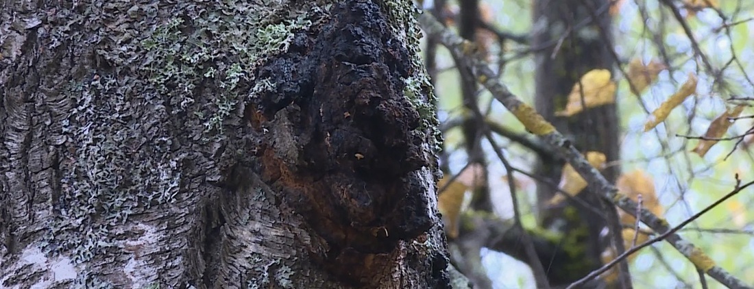 Более 200 тонн вологодской чаги отправили во Вьетнам 