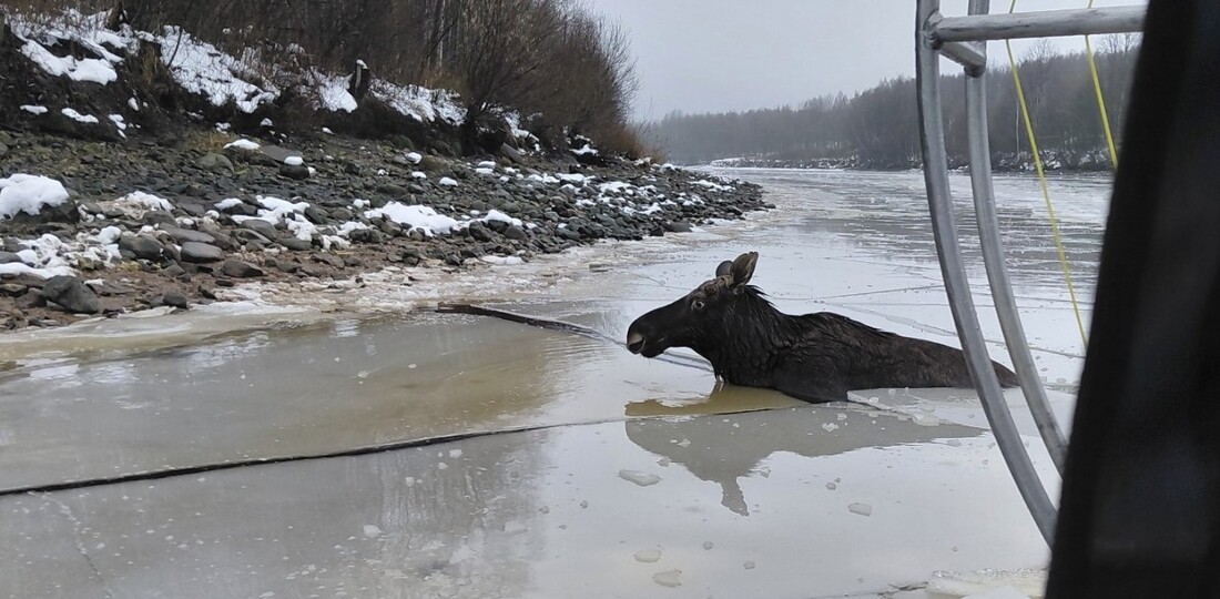 Спасатели вытащили тонущего лося из ледяной реки в Череповецком округе 