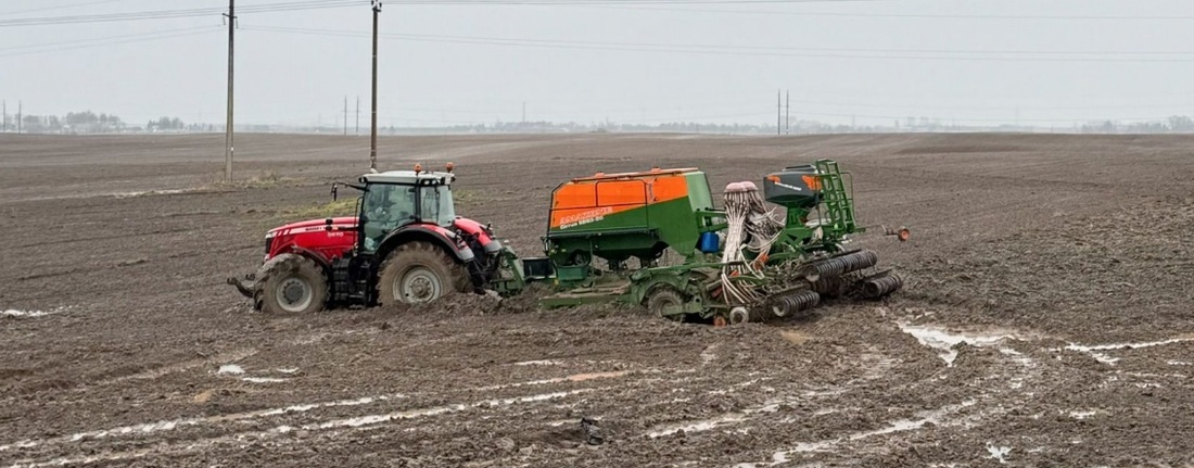 Свыше 90 тысяч тонн картофеля собрали вологодские аграрии в 2025 году