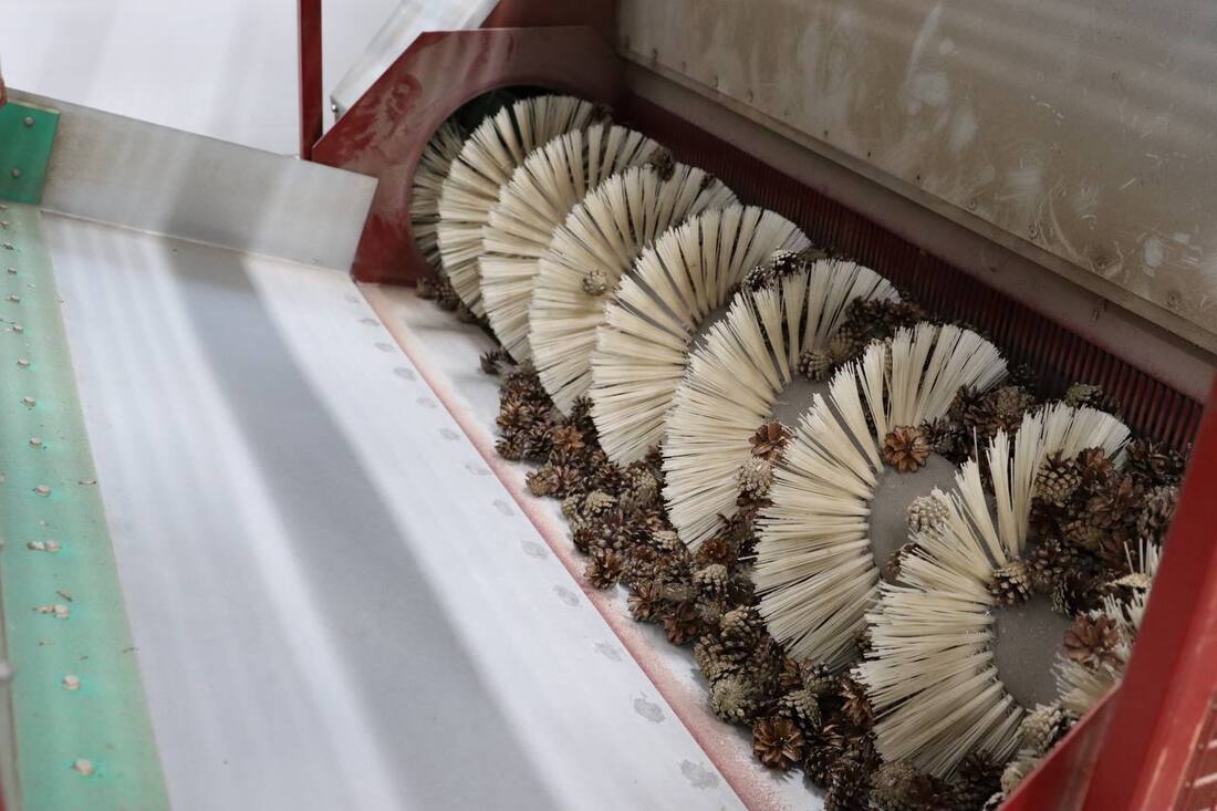 Заготовка лесосеменного сырья началась в Вологодской области