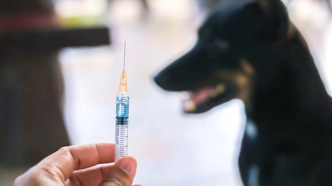 Новая модульная ветеринарная станция начала свою работу в Никольске