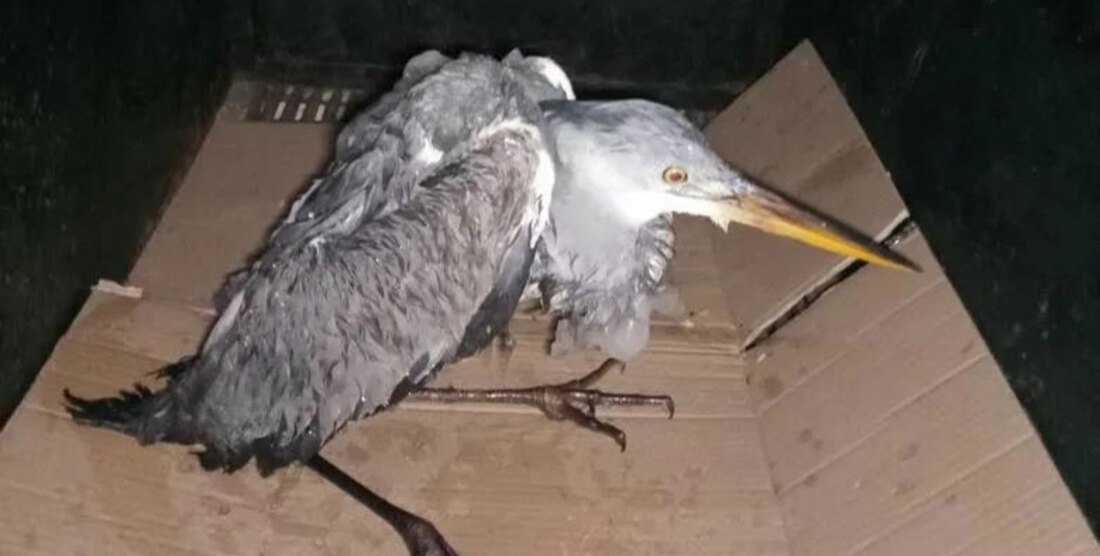 Неравнодушные вологжане спасли замерзающую цаплю