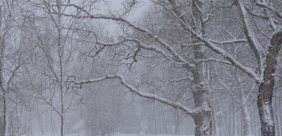 Синоптики предупредили вологжан о сильном снегопаде и гололёде