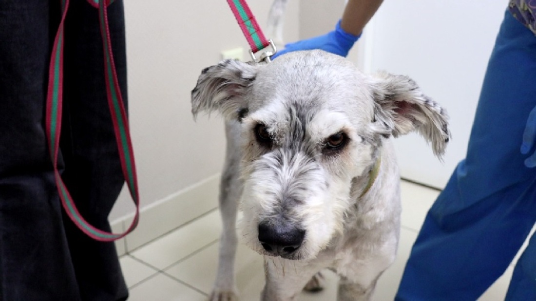 Обязательное чипирование домашних животных планируют ввести в Вологодской области