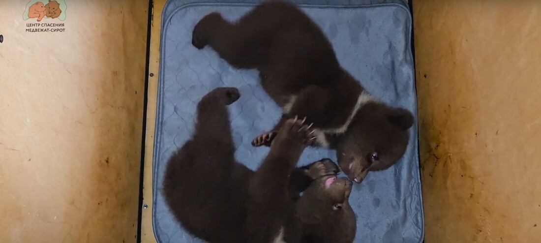 Двух медвежат, оставшихся без мамы, спасли в Вытегорском округе