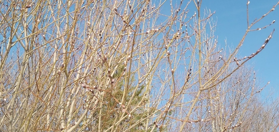 Опережая календарь: потепление до +15 градусов ожидает вологжан в выходные