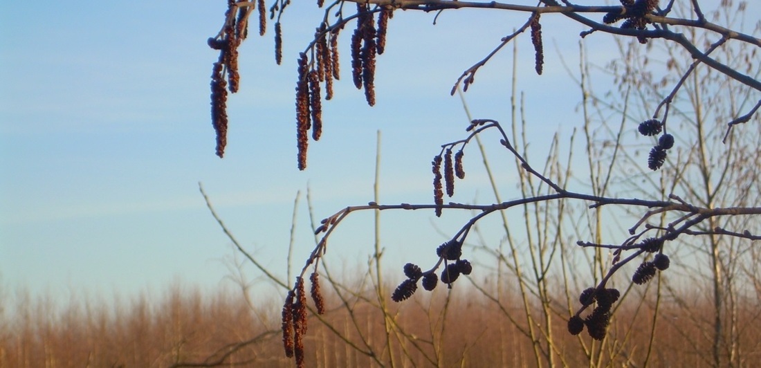До +12 градусов днём и заморозки ночью ожидаются в Вологодской области