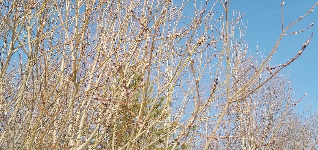 Малооблачная погода и ночные заморозки ожидают вологжан в выходные