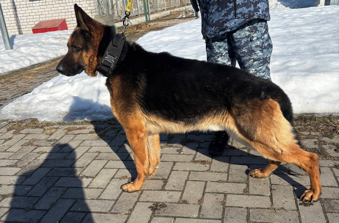 Вологодские кинологи ищут новых хозяев для служебной собаки, вышедшей на «пенсию»