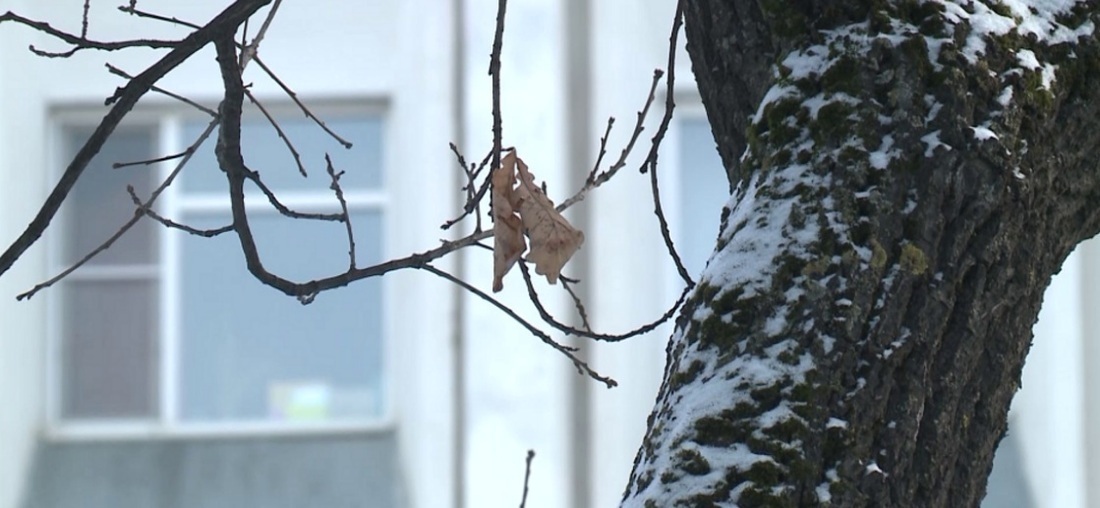 Похолодание и мокрый снег ожидают вологжан в ближайшие дни