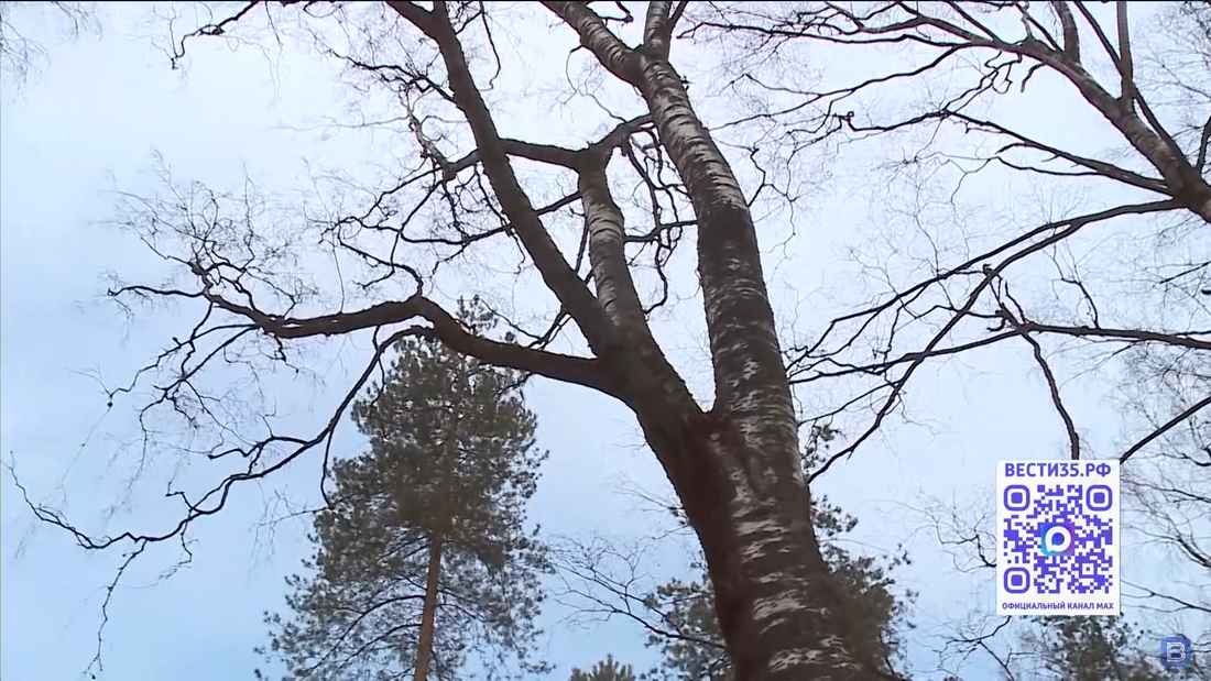 Апрель завершится мокрым снегом: похолодание пришло в Вологодскую область