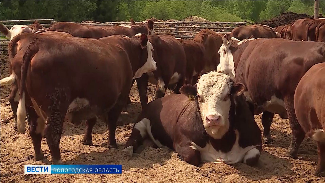 Начинающие фермеры из Вологодской области могут рассчитывать на помощь социального контракта