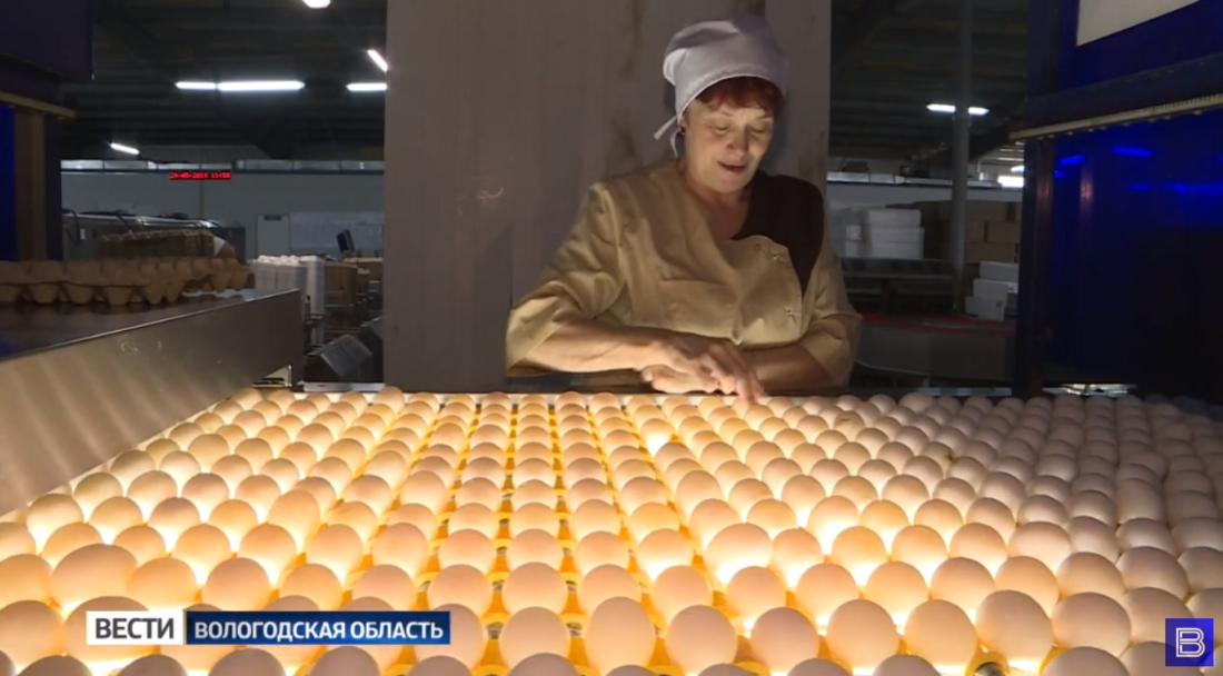 Более 500 тысяч инкубационных яиц экспортировала Вологодская область в Кувейт