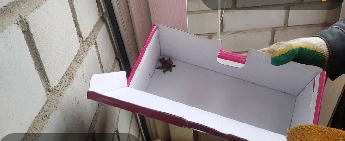 Летучая мышь превратила балкон вологжанки в роддом