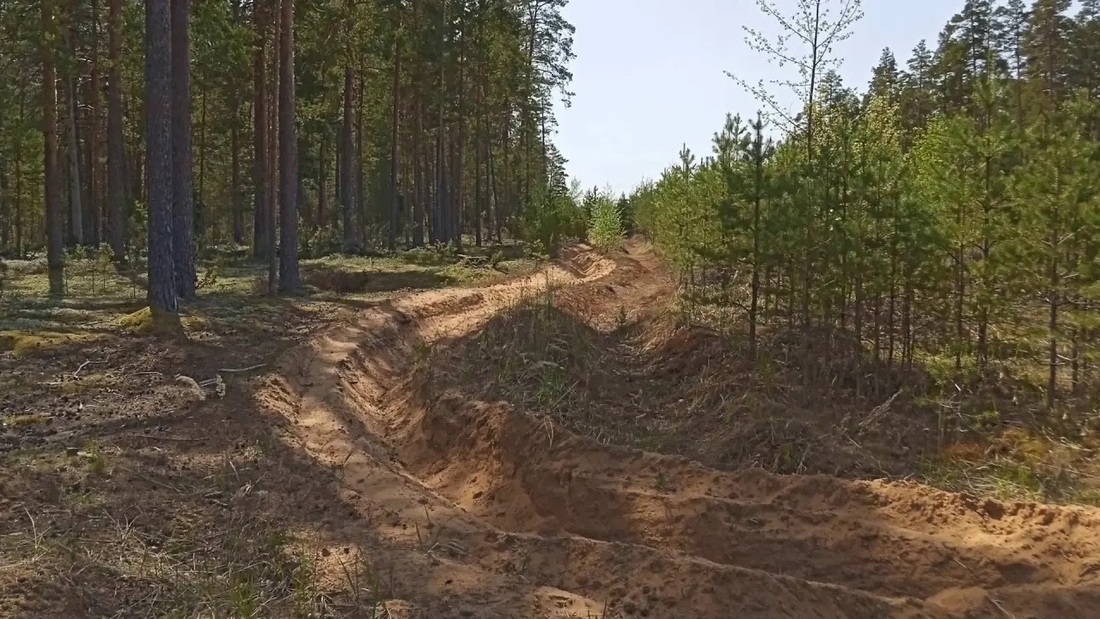 Противопожарное благоустройство лесов завершено в Вологодской области