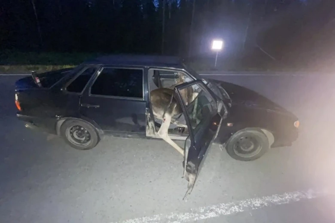 Легковушка сбила насмерть лося под Череповцом