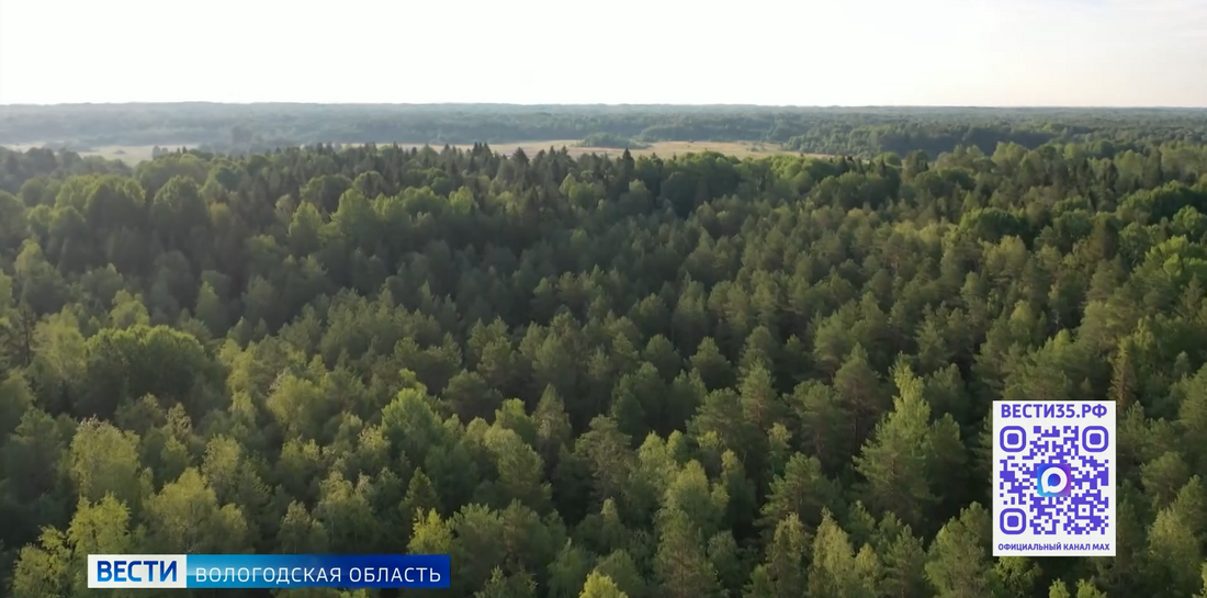 52-летняя женщина заблудилась в лесу в Череповецком округе