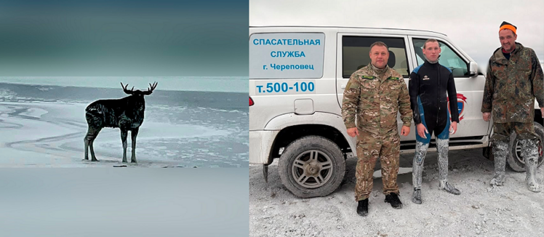 Оказавшегося в воде лося спасли в Череповецком округе