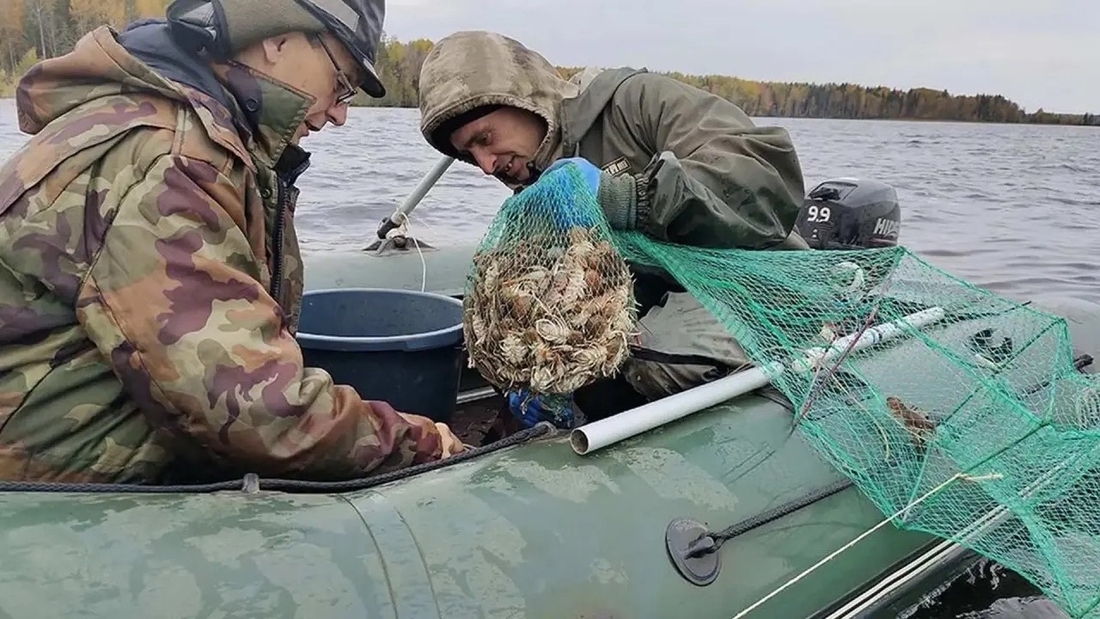 Промышленный вылов речных раков впервые начали в Вологодской области