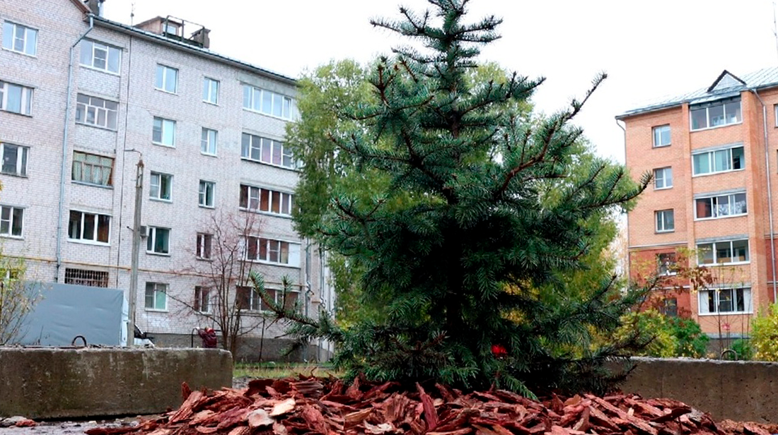 Молодую ель высадили в одном из микрорайонов Вологды