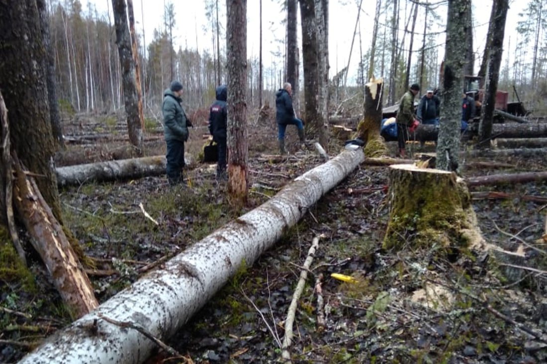 Лесоруба из Вытегры убило упавшим деревом