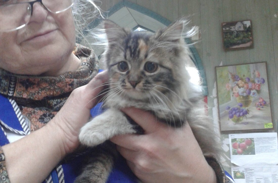 В Вологде спасли застрявшего в шахте вентиляции кота-подкидыша
