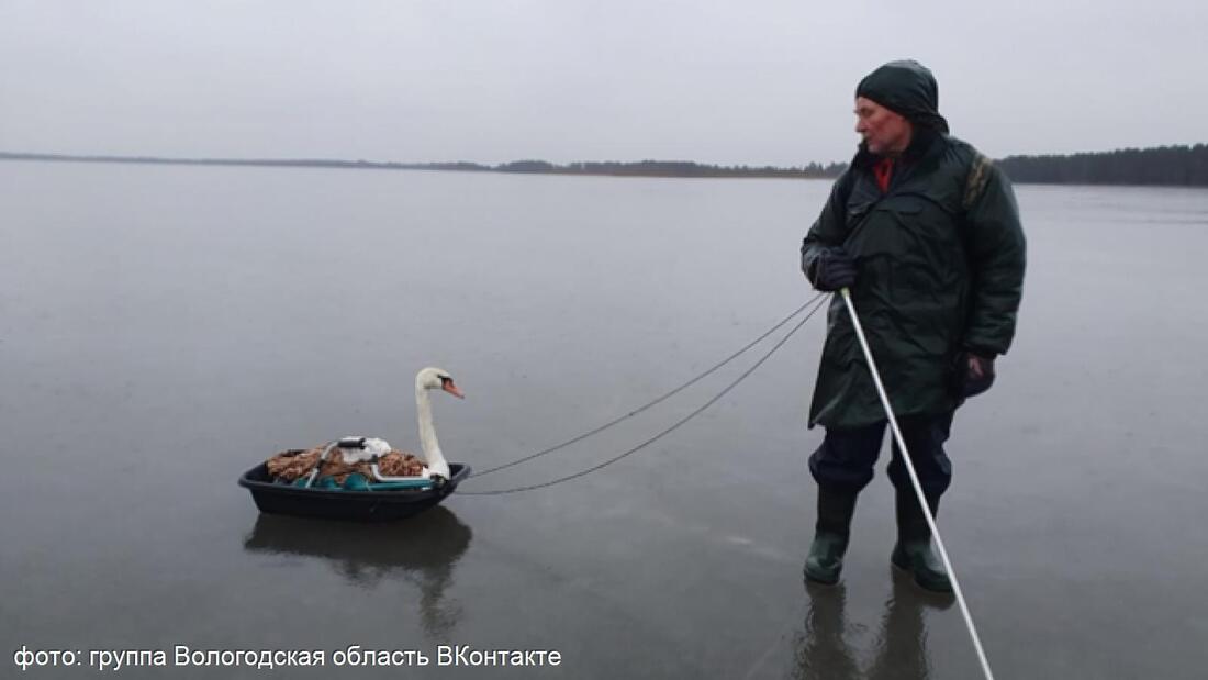 Доброе сердце: рыбак из Череповца спас лебедя-шипуна