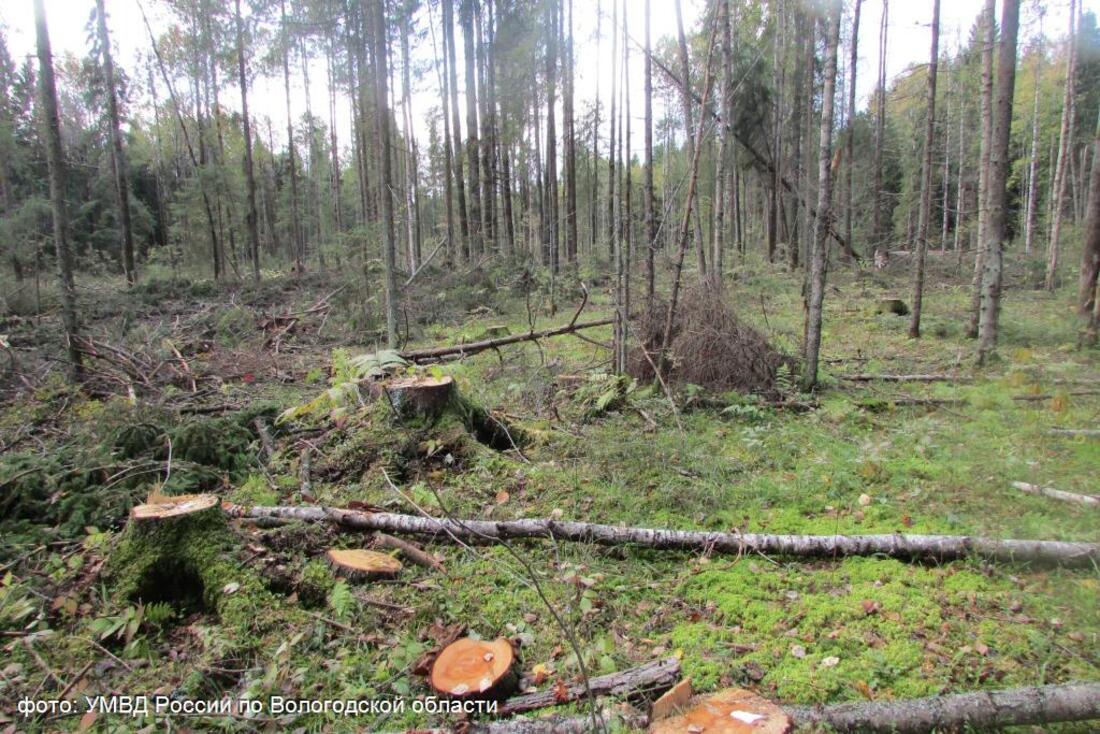 «Чёрных лесорубов» из Череповецкого района будут судить за незаконную вырубку леса